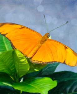Julia Butterfly – Orange Beauty