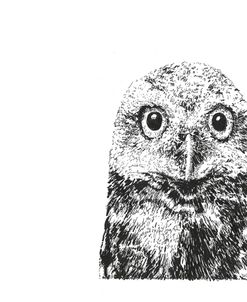 Z15 Owl