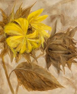 Sunflower IV