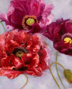 Purple Poppies II