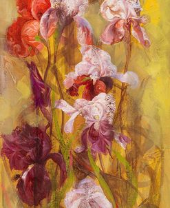 Bearded Iris I