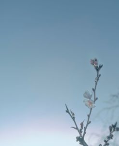 Blossom at Sunset 2