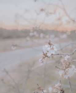 Blossom at Sunset