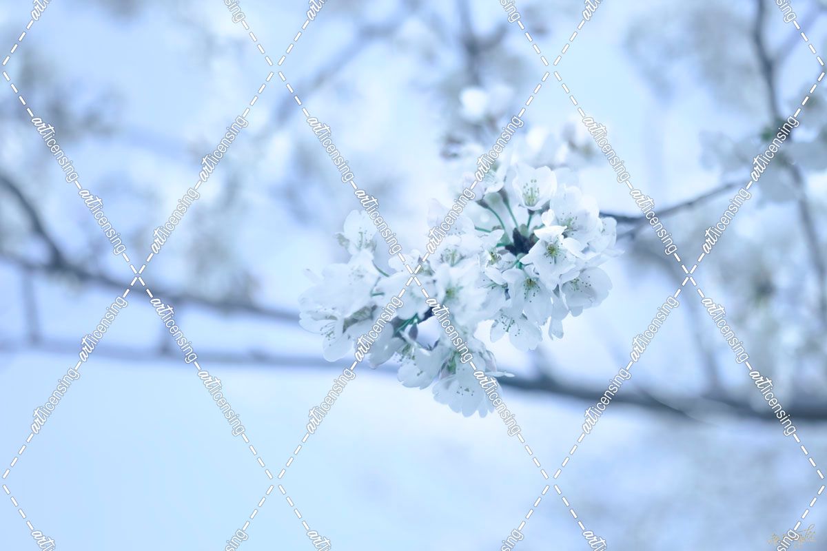 Cherry Blossom Heaven 10