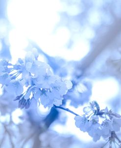 Cherry Blossom Heaven 5