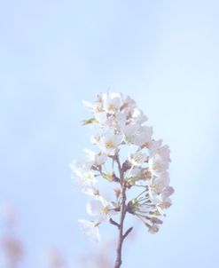 Cherry Blossom Heaven 6