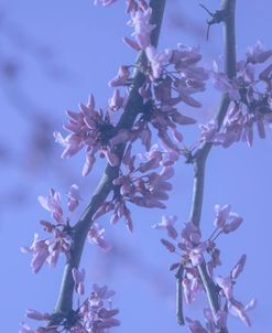 Cherry Blossom Sky 2