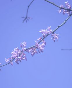 Cherry Blossom Sky 3