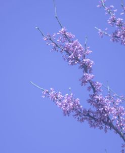 Cherry Blossom Sky 5