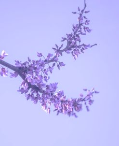 Cherry Blossom Sky 6