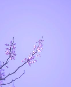 Cherry Blossom Sky 7
