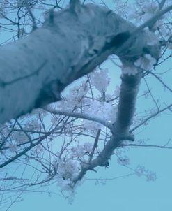 Cherry Blossom Look Up