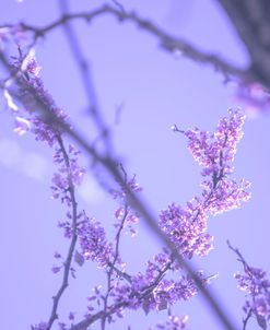 Cherry Blossom Sky 8