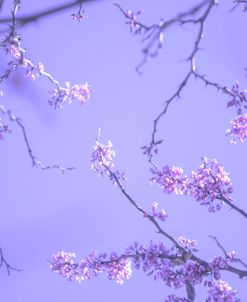 Cherry Blossom Sky 9