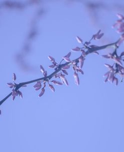 Cherry Blossom Sky