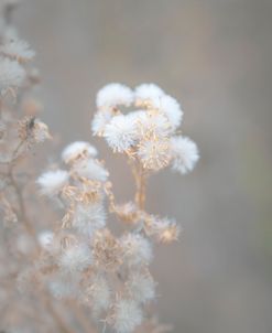 Cotton Bloom