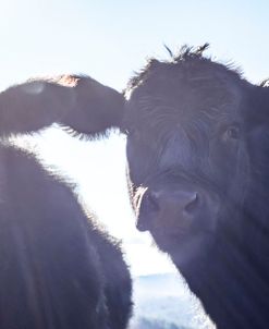 Cow Pair Sunbeams