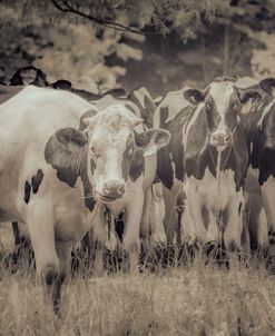 Cows Always Curious