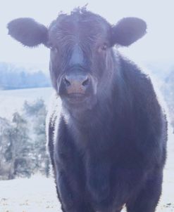 Cow Young Interested