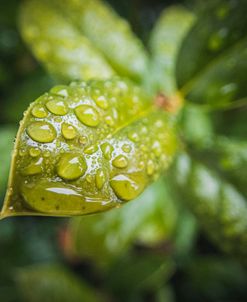 Droplet of the Leaf 3