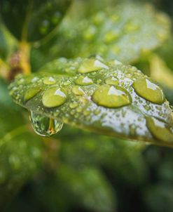 Droplet of the Leaf 4