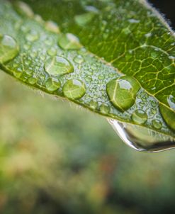 Droplet of the Leaf 1