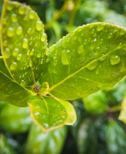 Droplet of the Leaf 2