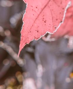 Frosty Red Leaves 2