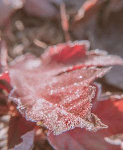 Frosty Red Leaves 3