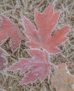 Frosty Red Leaves