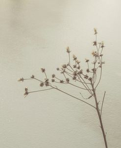 Glass Backed Dried Plant