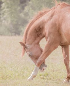 Horse Softly Bowing