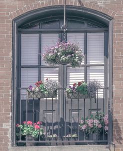 Italian Window Florals
