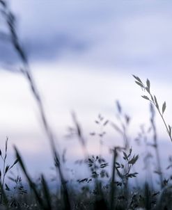 Grass Blue Sunset