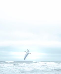 Ocean Bird Takes Flight 2