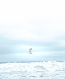 Ocean Bird Takes Flight 3