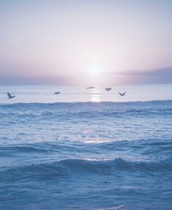 Ocean Birds In Flight