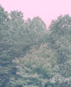 Pink Sky Forest