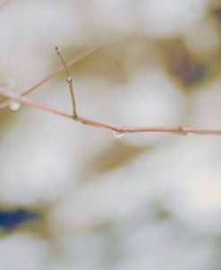 Rain and Branch