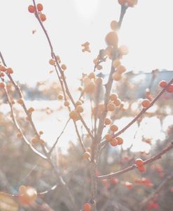 Red Berries in Sun