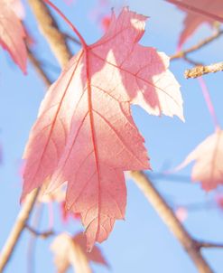 Red Leaves Blue Sky 1