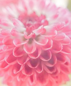 Softest Flower Beauty 6
