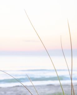 Small Beach Grass