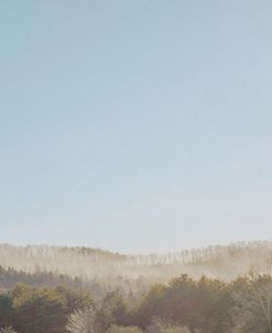 Smokey Sunny Woods