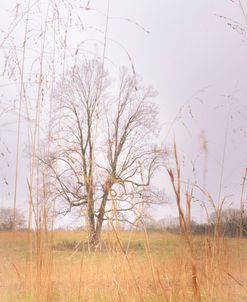 Split Tree in Field