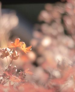 The Red Chinoiserie