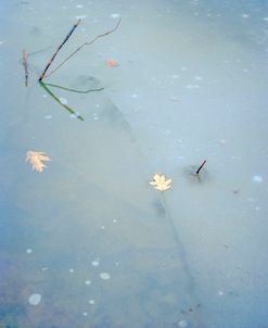 Twigs in Blue