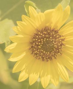 Sunflower Beautiful 1