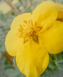 Butter Yellow Flower 1