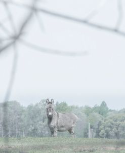 Curious Donkey